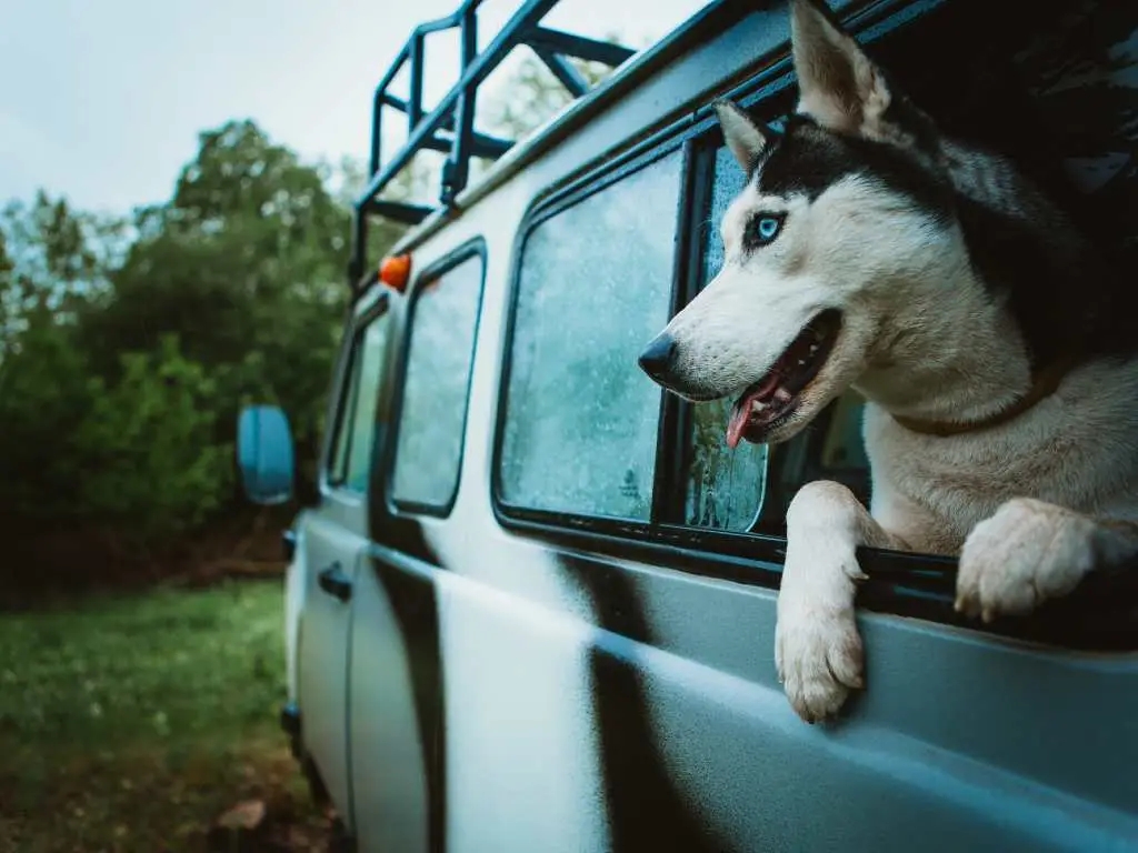 husky dog looking out car window.