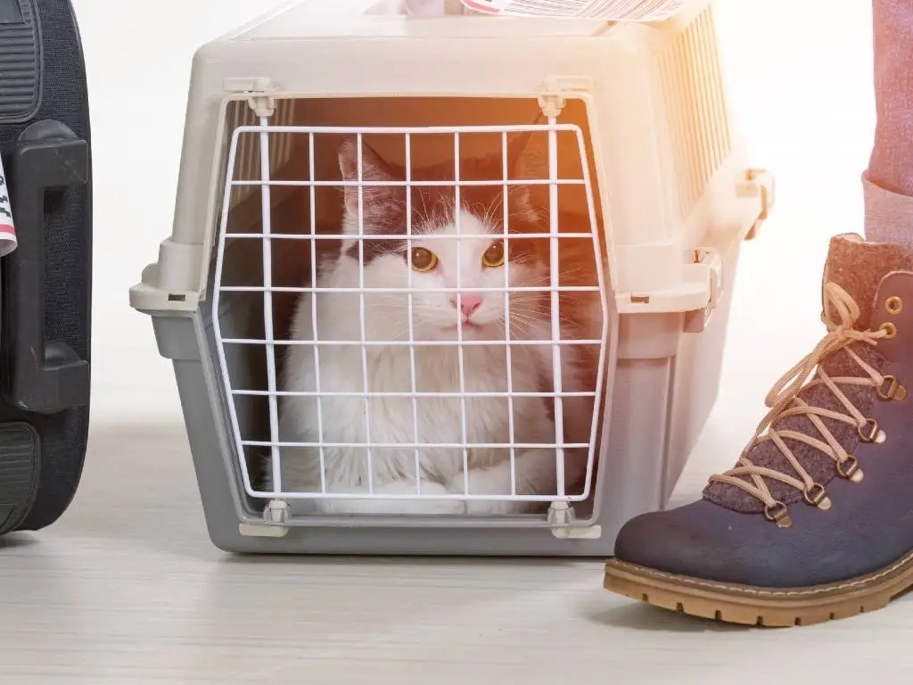 cat inside travel carrier